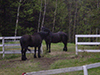 Thumbnail of Natalie's Percheron work horses
