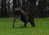 Thumbnail of Moose down on it's knees grazing springtime grass