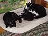 Thumbnail of Kitten napping with the older cats