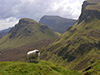 Thumbnail of Sheep watching as Natalie hikes in the Quirang, Isle of Skye, Scotland